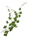 Cut out ivy plant. Wine plant in summer Royalty Free Stock Photo