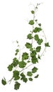 Cut out ivy plant. Wine plant in summer