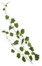 Cut out ivy plant. Wine plant in summer Royalty Free Stock Photo