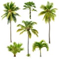 Set of palm trees isolated on white background Royalty Free Stock Photo