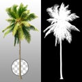 Cut out palm tree. Beach tree Royalty Free Stock Photo