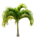 Cut out palm tree. Beach tree. Royalty Free Stock Photo