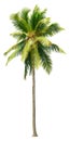 Cut out palm tree. Beach tree. Royalty Free Stock Photo
