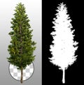 Cut out pine tree Royalty Free Stock Photo