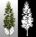 Cut out pine tree Royalty Free Stock Photo