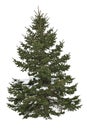 Cut out pine tree in winter. Snowy tree Royalty Free Stock Photo