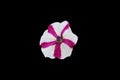 Cut out purple white petunia bipinnatus flower isolated on black background Royalty Free Stock Photo