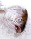 A rainbow trout on ice