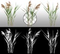 Cut out reed grass