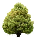 A cut out tree with a full shape and green leaves. The tree appears isolated on a white background, emphasizing its structure and Royalty Free Stock Photo