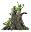 Cut out tree stump. Broken tree with green foliage