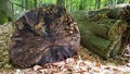 Cut out tree stump. Mossy tree Royalty Free Stock Photo