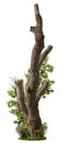 Cut out tree trunk. Pruned tree surrounded with green foliage Royalty Free Stock Photo