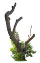 Cut out tree trunk. Pruned tree surrounded with green foliage Royalty Free Stock Photo