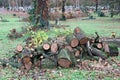 Cut out tree trunks in the cemetery winter time Royalty Free Stock Photo