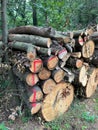 Cut-out tree trunks for making firewood Royalty Free Stock Photo