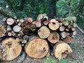 Cut-out tree trunks for making firewood Royalty Free Stock Photo