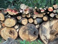 Cut-out tree trunks for making firewood Royalty Free Stock Photo