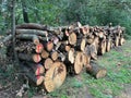 Cut-out tree trunks for making firewood Royalty Free Stock Photo