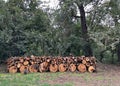 Cut-out tree trunks for making firewood Royalty Free Stock Photo