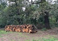 Cut-out tree trunks for making firewood Royalty Free Stock Photo