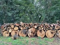 Cut-out tree trunks for making firewood Royalty Free Stock Photo