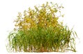 Cut out wild plant. Yellow foliage and bunch of grass