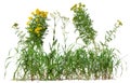 Cut out wild plant. Yellow wildflowers and grass Royalty Free Stock Photo