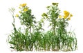 Cut out wild plant. Yellow wildflowers and grass