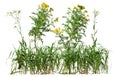 Cut out wild plant. Yellow wildflowers and grass