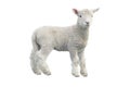 Cut out of young sheep isolated on white background Royalty Free Stock Photo