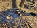The cut parts of the tree left small stumps Royalty Free Stock Photo