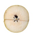 Cut pear slice with seeds Royalty Free Stock Photo