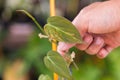 Philodendron Hederaceum (Micans) varigated in the pot