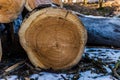 The cut piece of thick logs lying on the ground. Logging of old sick trees. Fresh cut down a tree in winter on the Royalty Free Stock Photo