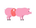 Cut pig. Pig entrails. vector illustration