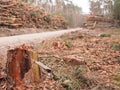 Cut pine logs stacked up for transport in a forest Royalty Free Stock Photo