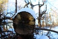 Cut pine tree in the woods. Uncontrolled felling of trees. Abandoned tree to perish. Years of trees on which fungi have appeared.