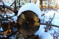 Cut pine tree in the woods. Uncontrolled felling of trees. Abandoned tree to perish. Years of trees on which fungi have appeared.