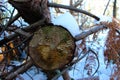 Cut pine tree in the woods. Uncontrolled felling of trees. Abandoned tree to perish. Years of trees on which fungi have appeared.