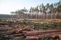 Cut pine trees in a forest clearing on a logging site during sunset Royalty Free Stock Photo