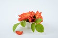 cut pink rose flowers in a small vase on a white background Royalty Free Stock Photo