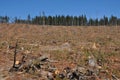 A cut radiata pine plantation area with forest