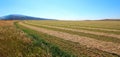 Cut - Raked - Alfalfa Field in the Pryor Mountains in Montana