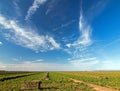 Cut raked and partially baled alfalfa field under cirrus clouds in the Central Valley of California outside of Bakersfield USA Royalty Free Stock Photo