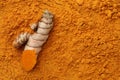 Cut raw root on aromatic turmeric powder, top view. Space for text Royalty Free Stock Photo