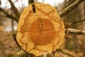 Cut red cedar log reveals red heartwood in Glastonbury Connecticut