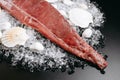 Cut red fish fillet with shells and pebbles on ice Royalty Free Stock Photo