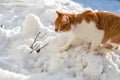 Cut red-white cat playing on white snow surface. Sunny beautiful