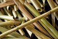 Cut river cane or bamboo Royalty Free Stock Photo